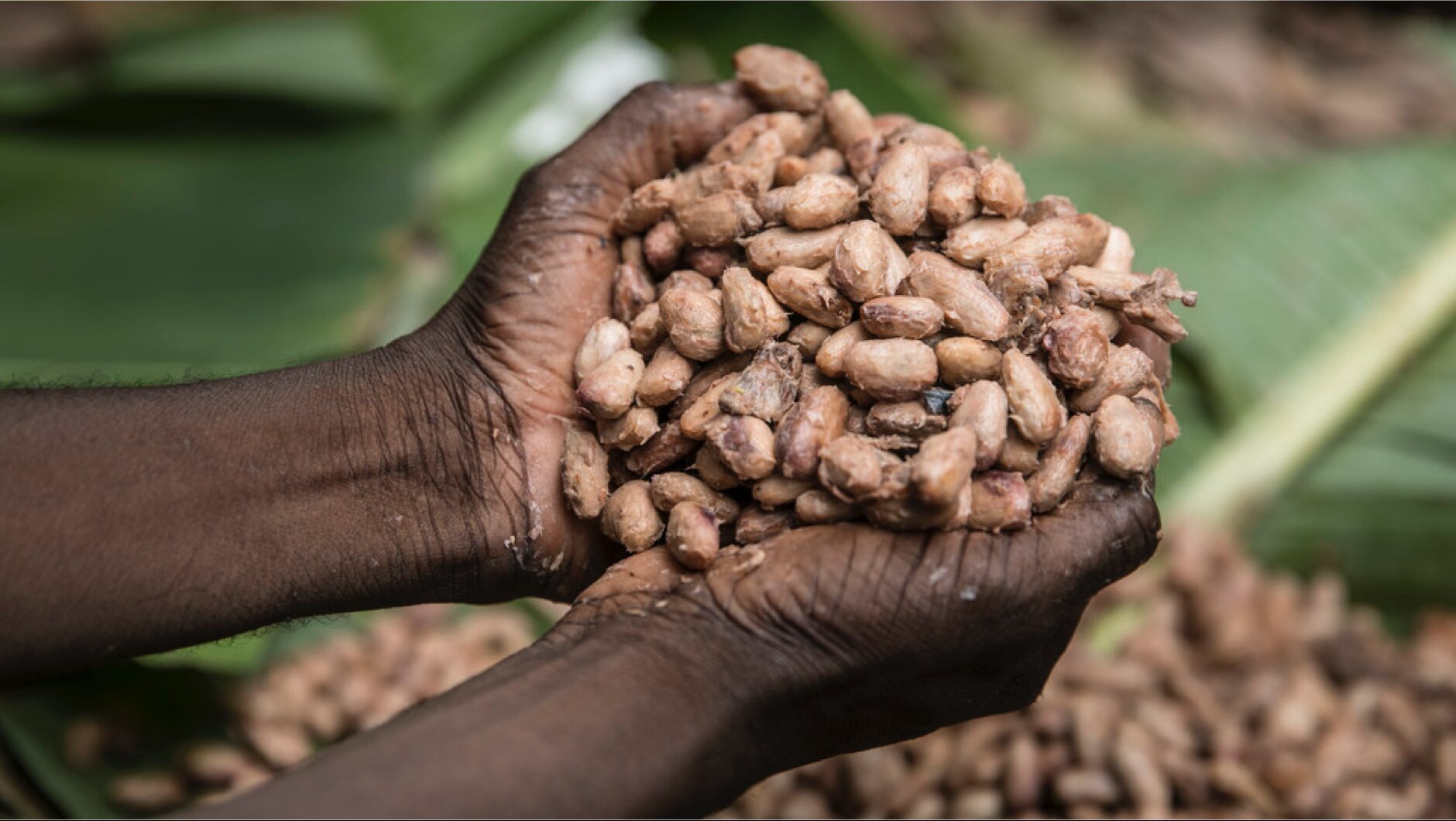 Hände mit Kakaobohnen
