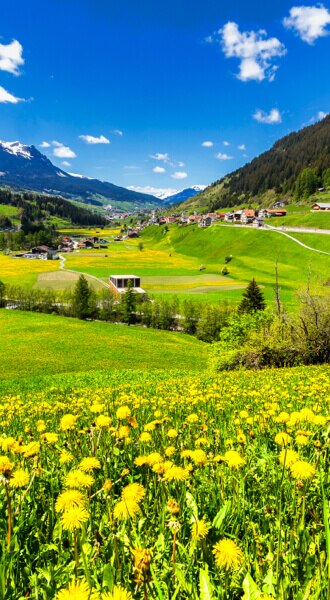 Grüne Natur mit Blumenwiese - Nature verte avec prairie fleurie