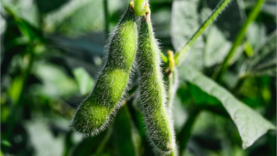 Sojapflanze in der Natur
