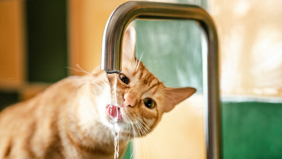 Katze trinkt Wasser aus dem Wasserhahn - Un chat boit de l'eau au robinet