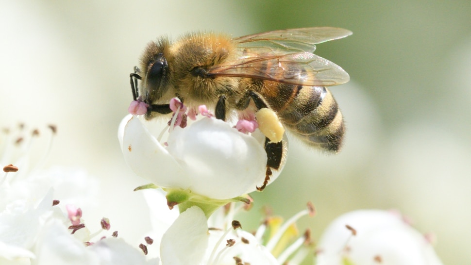 Biene auf einer Blüte