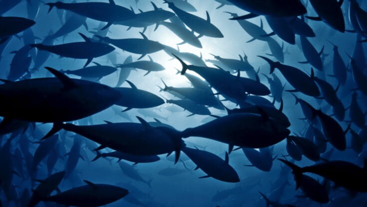 Thunfische im Meer