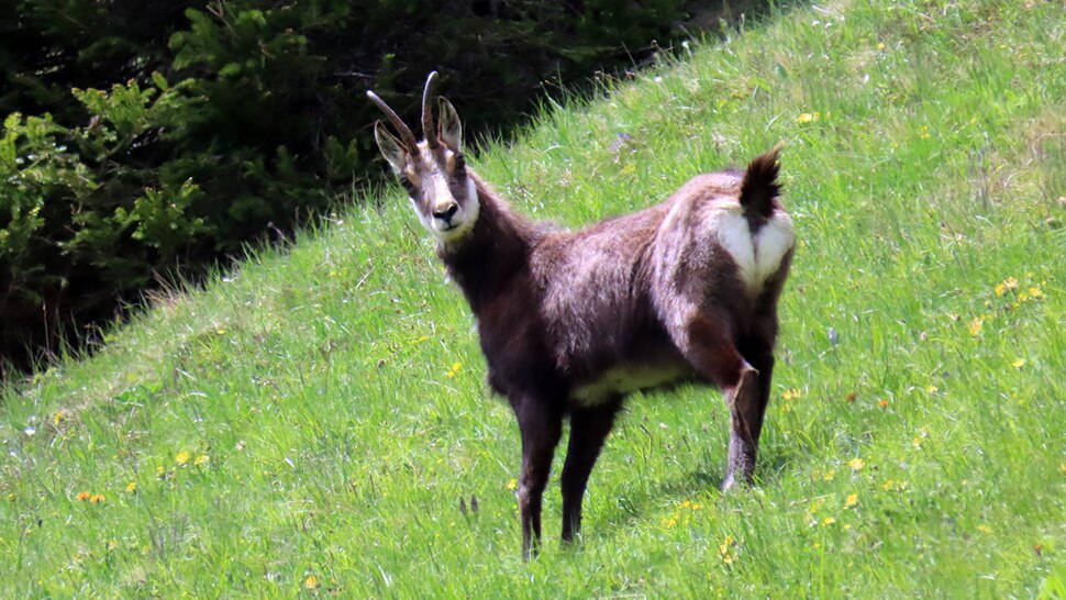 Bock auf Wiese