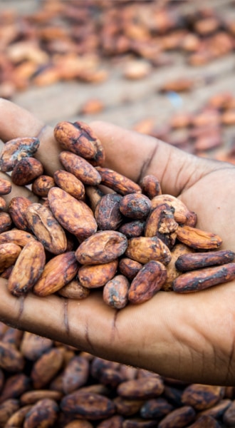 Mann hält Kakaobohnen in seiner Hand - Homme tenant des fèves de cacao dans sa main