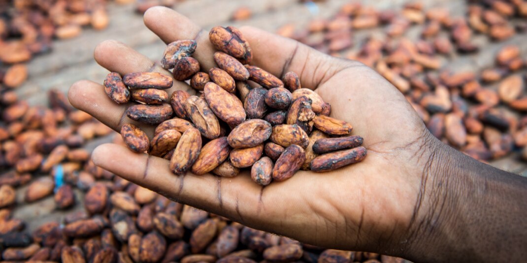 Mann hält Kakaobohnen in seiner Hand - Homme tenant des fèves de cacao dans sa main