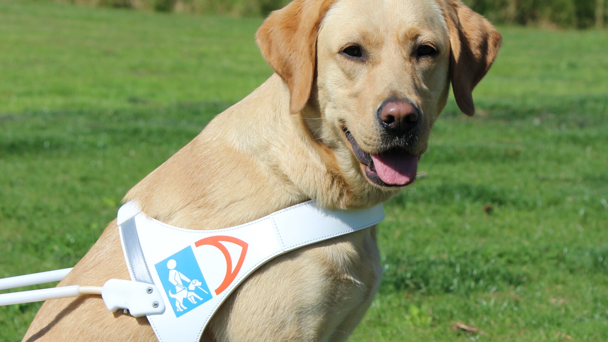 ausgebildete Blindenhündin