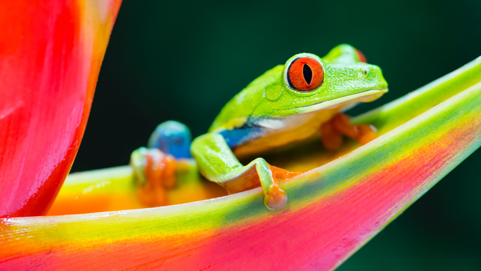 Frosch auf Blüte