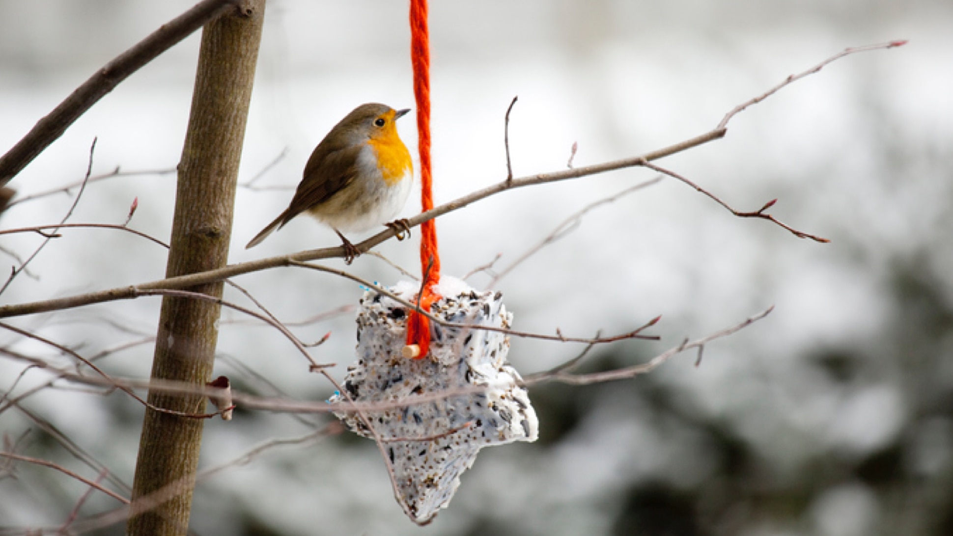 Vogel mit Futterstelle