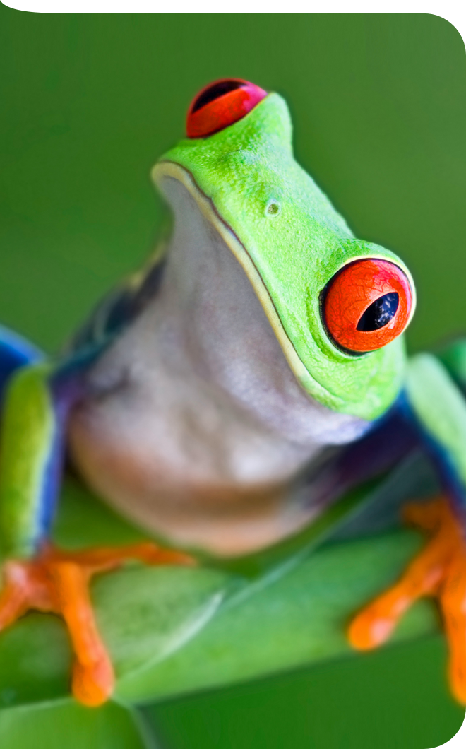 Frosch