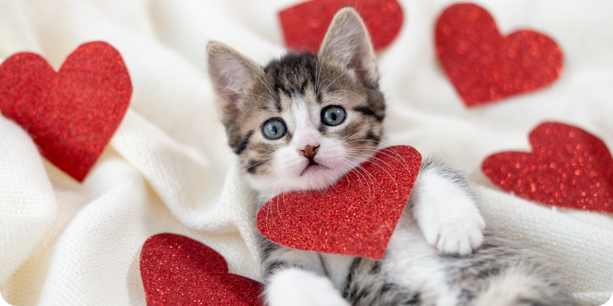 Felix_Katzenbaby