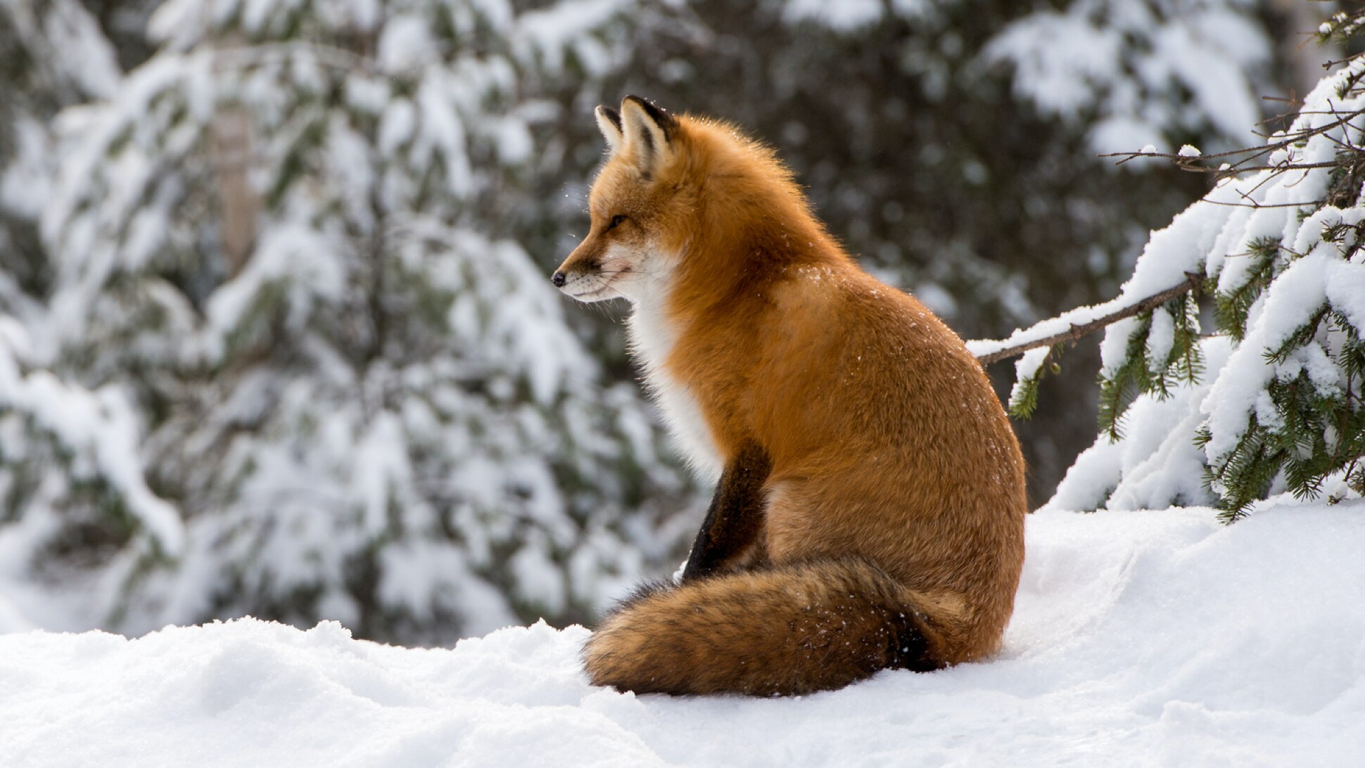 Fuchs im Schnee