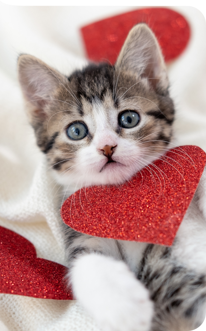 Katzenbaby