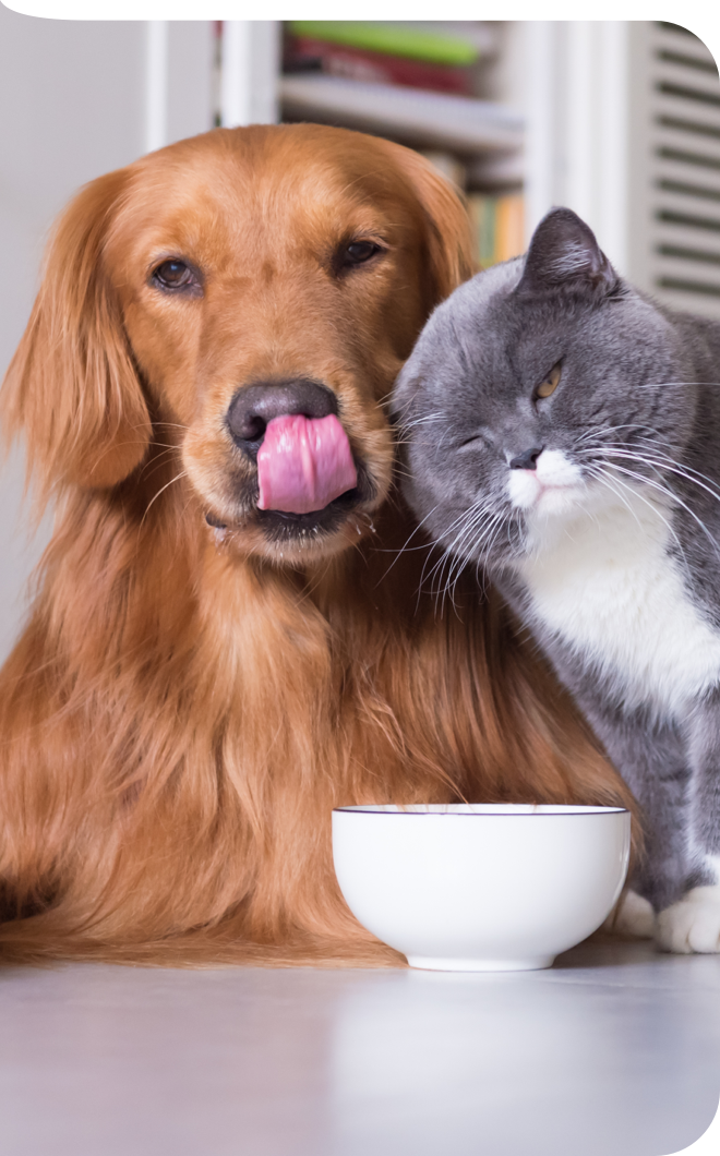 Hund und Katze