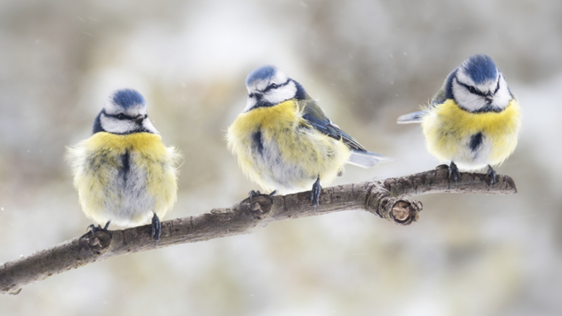 Drei Vögel im Winter