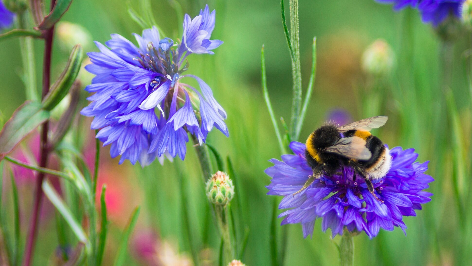 Blumen