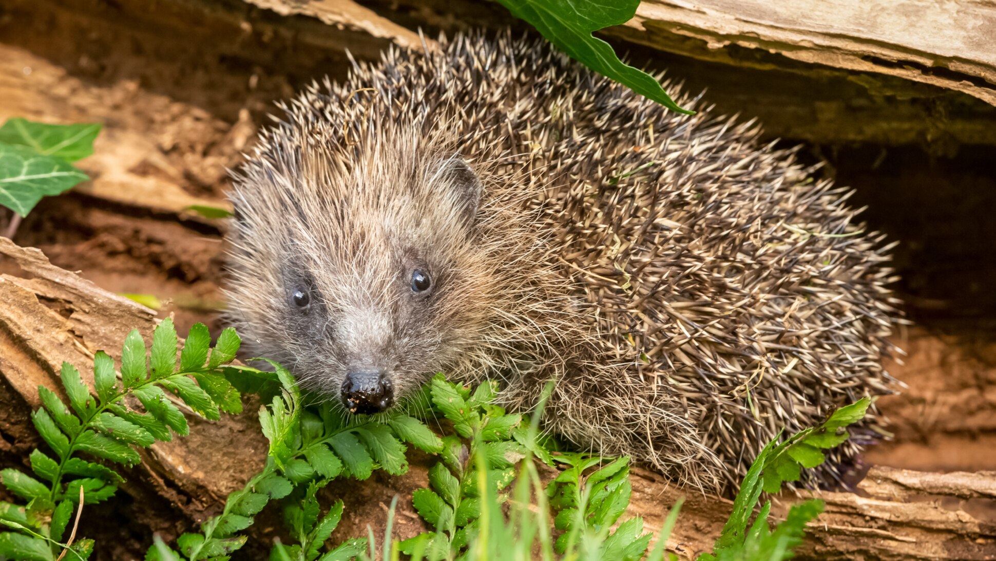 Igel