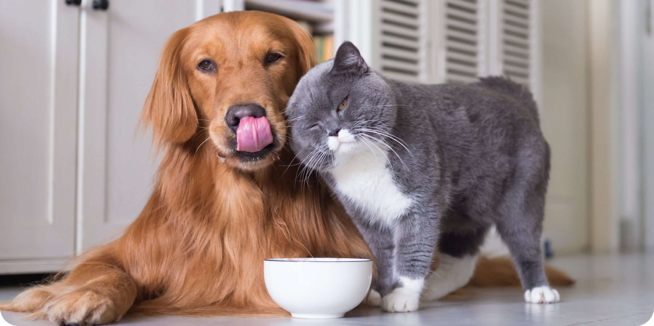 Hund und Katze richtig füttern