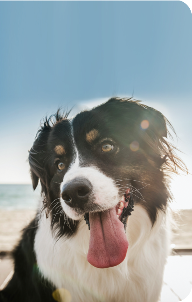 Hund in der Sonne