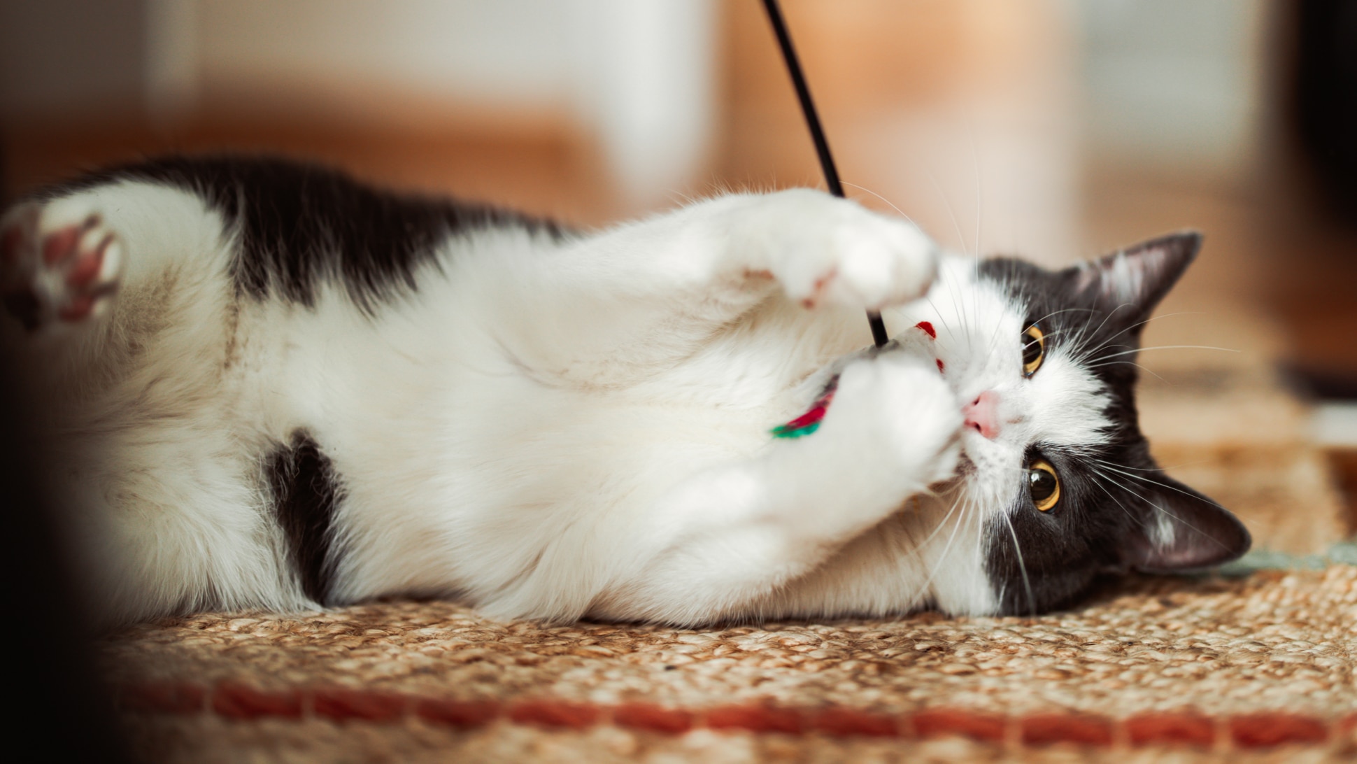 Katze spielt