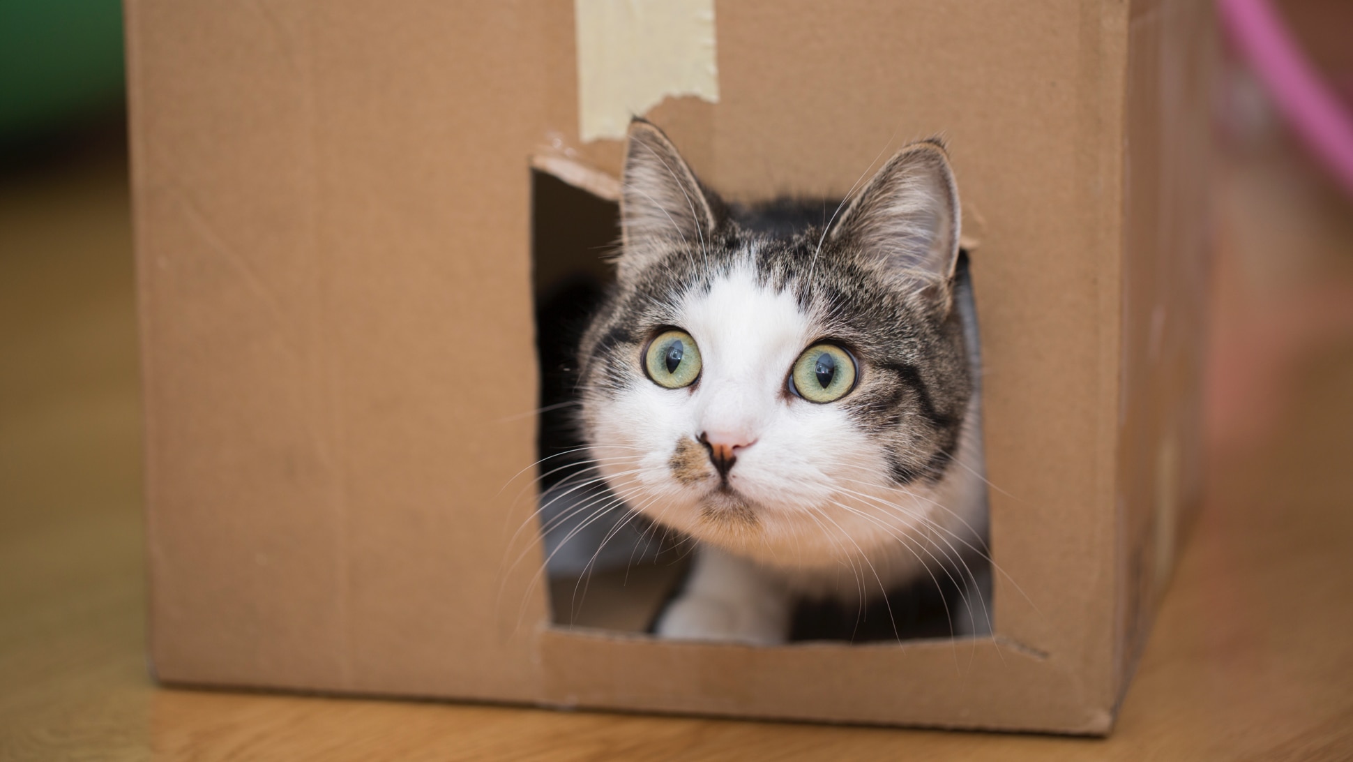 Katze spielt in Kiste