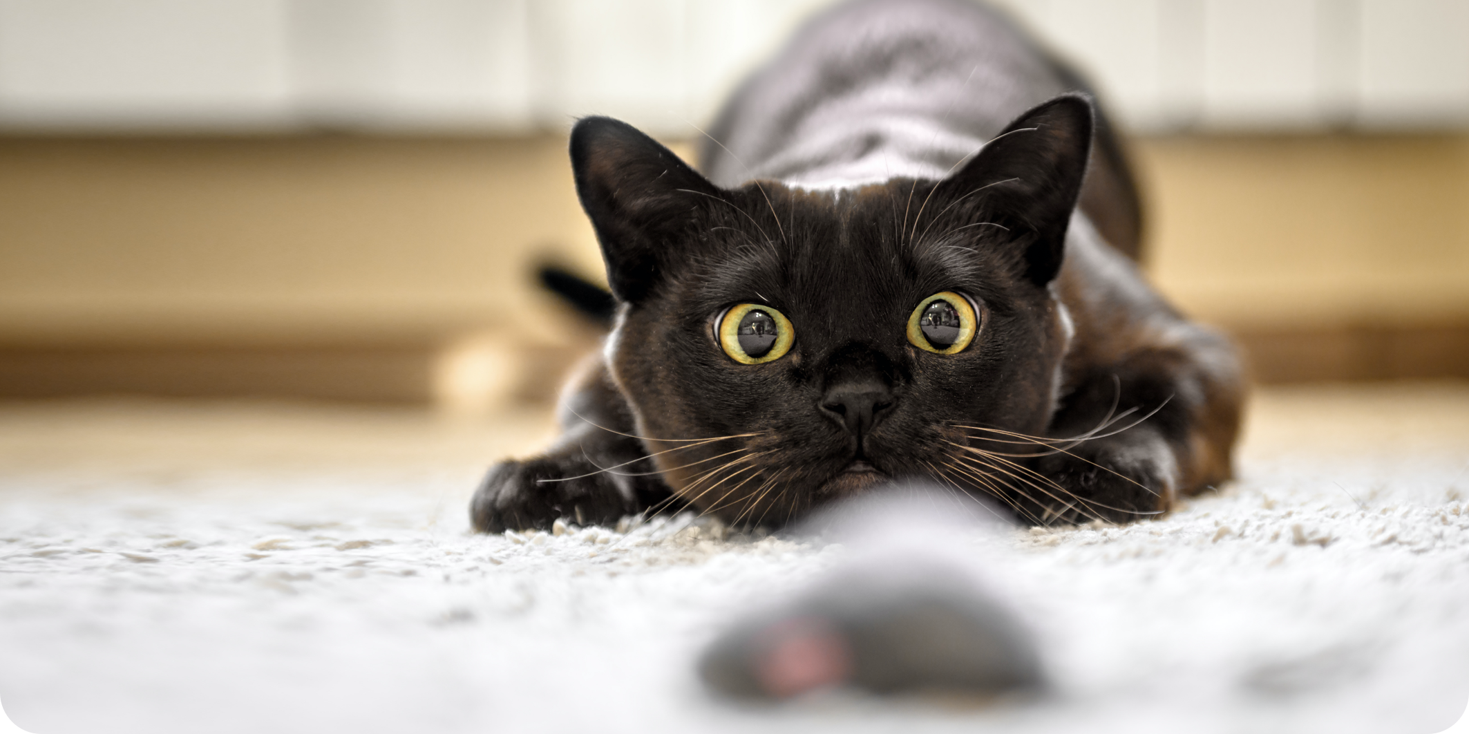 Katze spielt