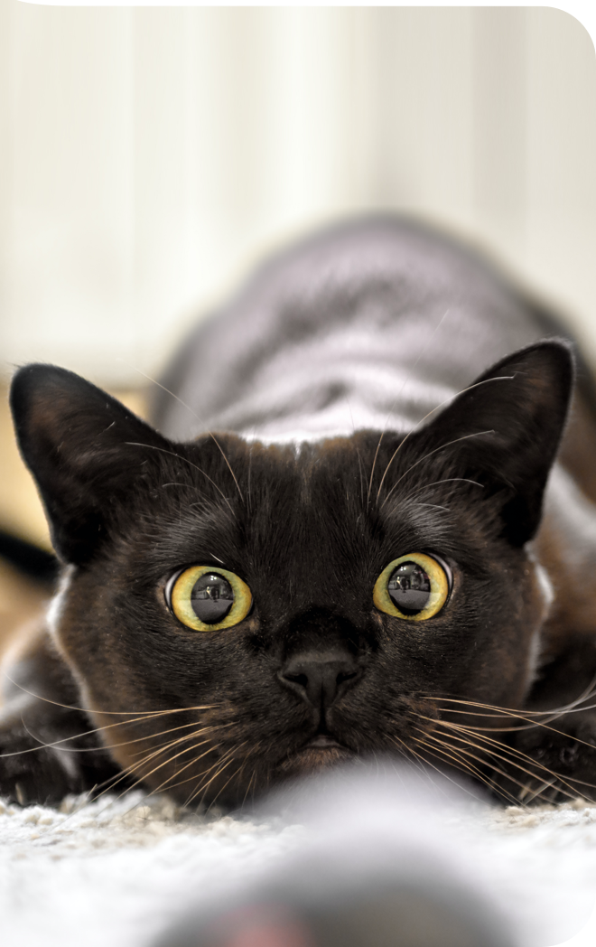 Katze spielt