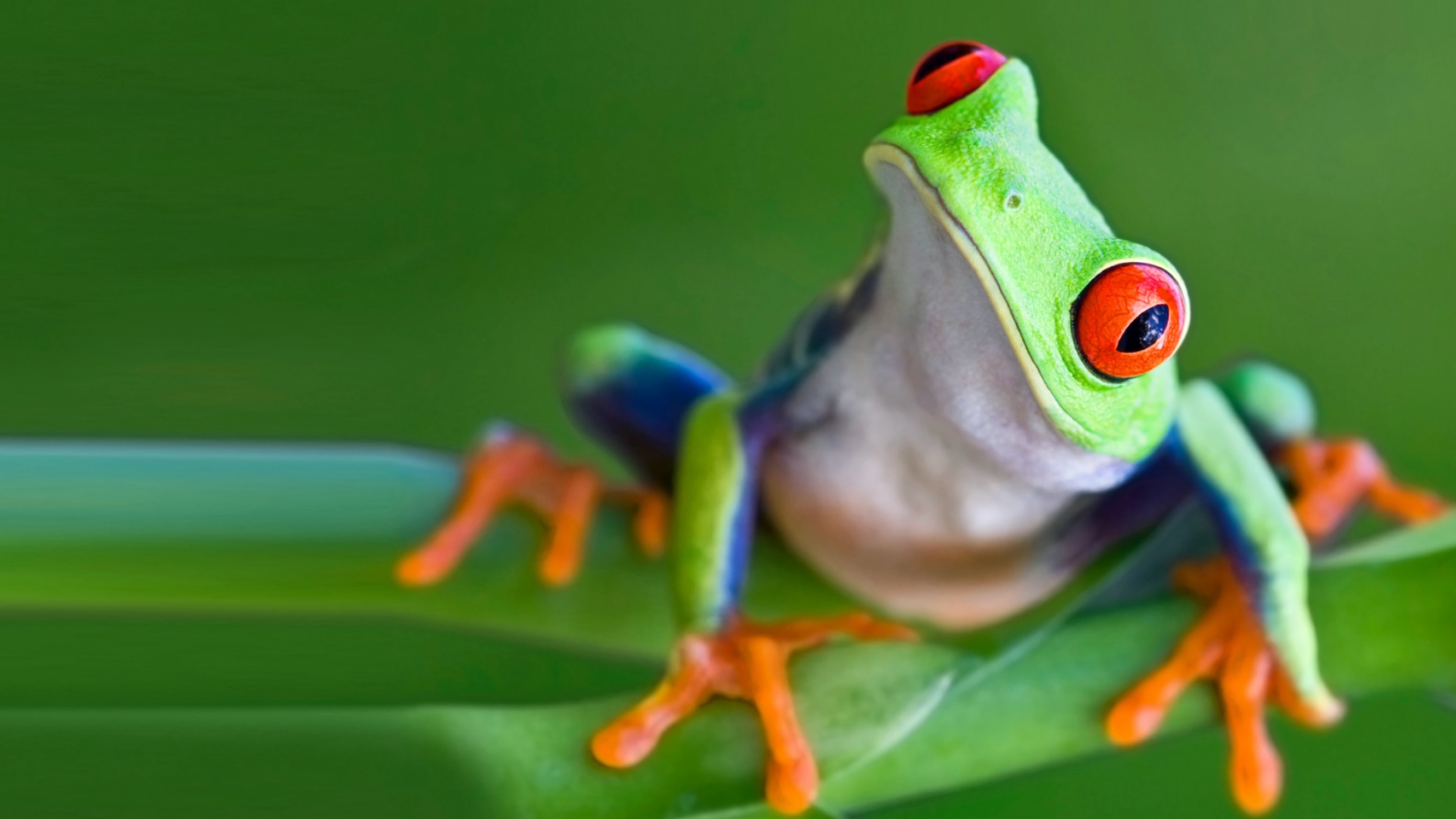 grenouille assise sur une feuille