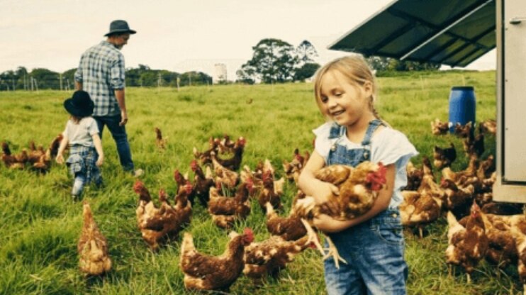 fille avec poules