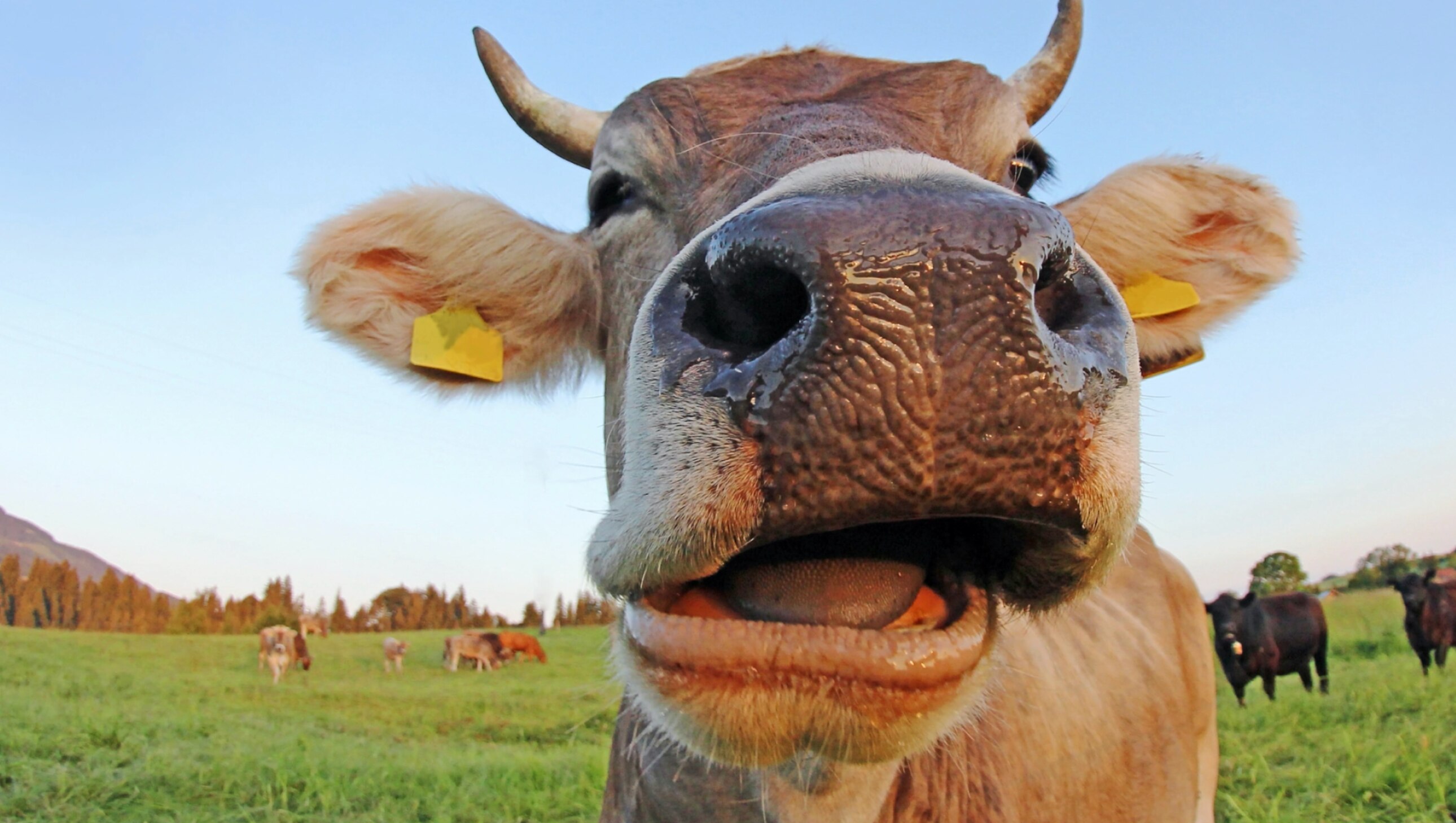 vache