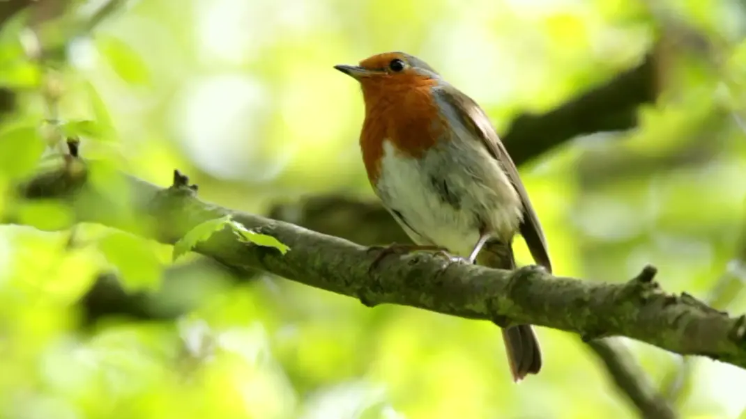 Vogel singt
