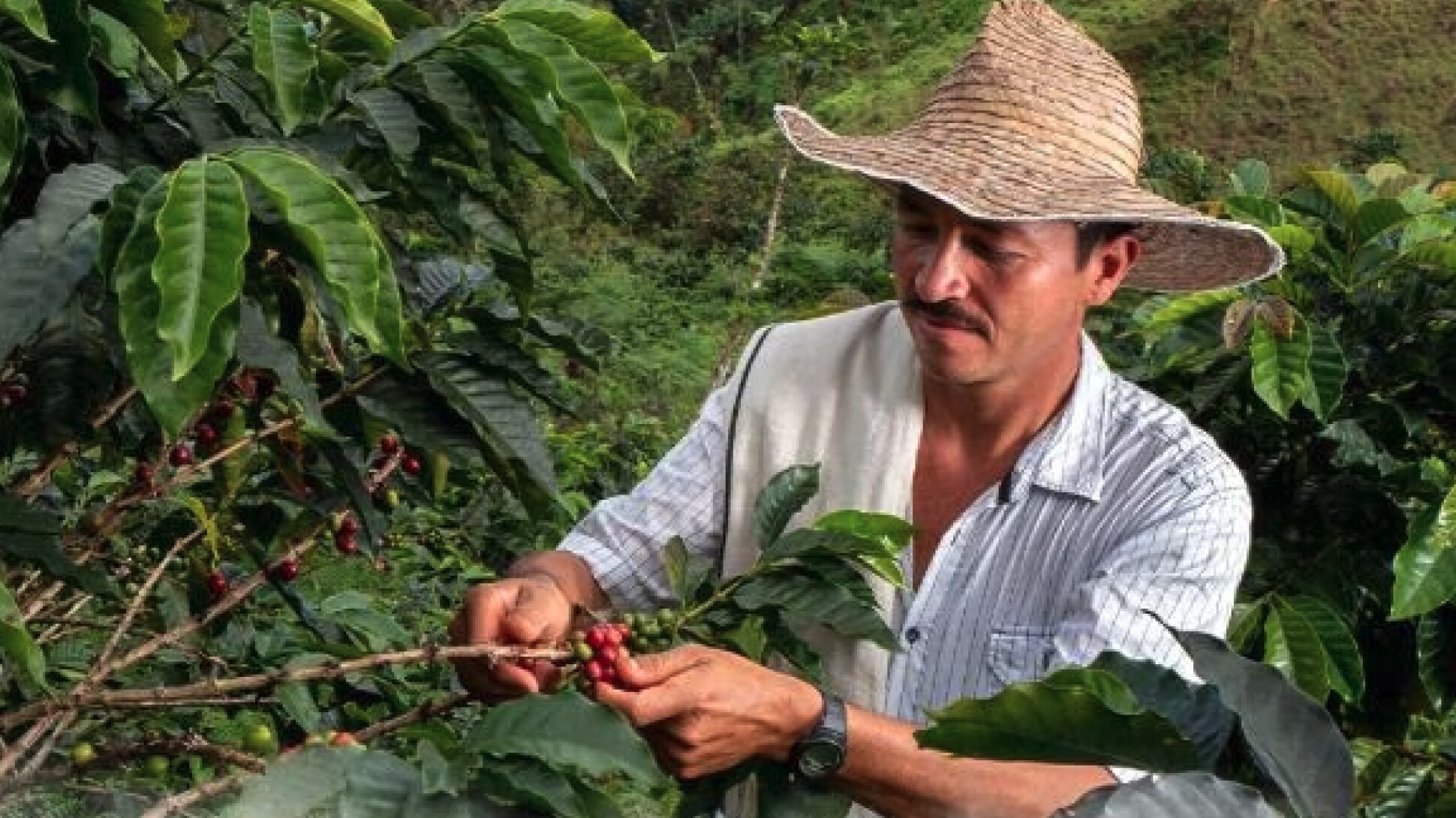 Cafeiculteur-en-colombie