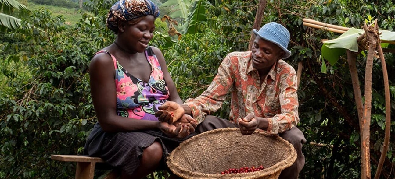 Cafeiculteurs-en-ouganda