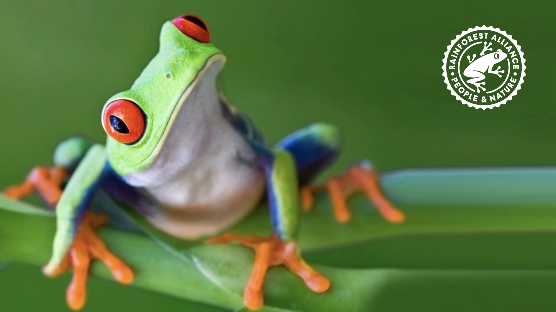 Frosch mit Rainforest Alliance Logo