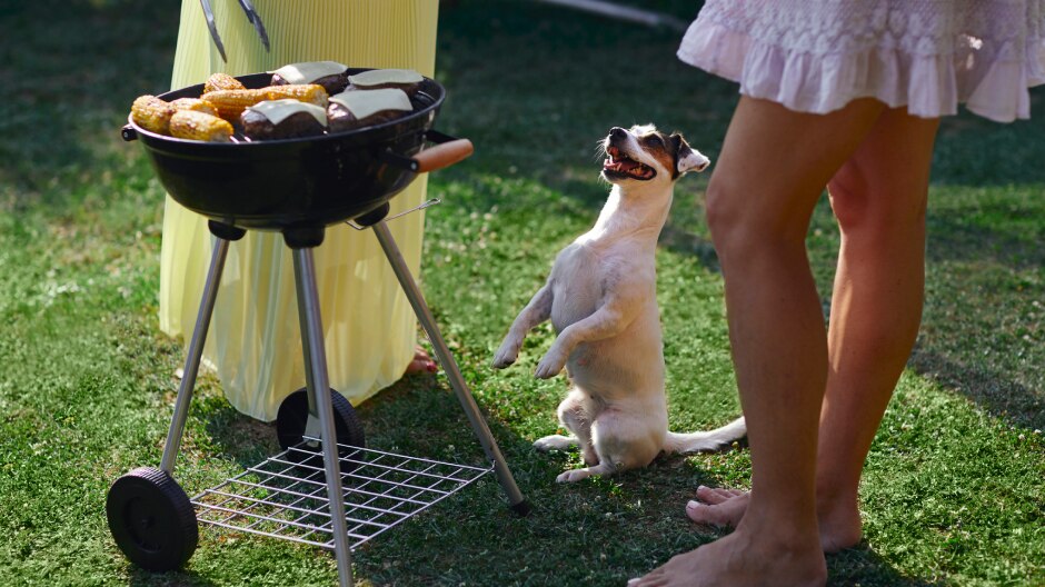 Hund sitzt vor einem Grill