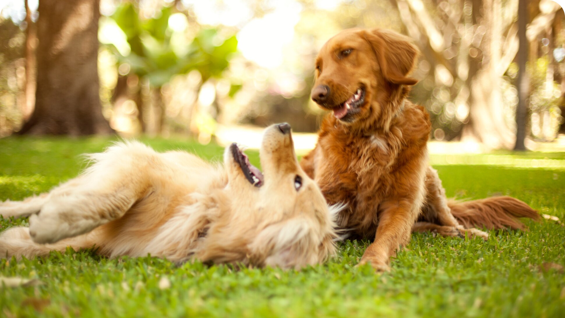 Zwei-hunde-spielen-in-einem-park