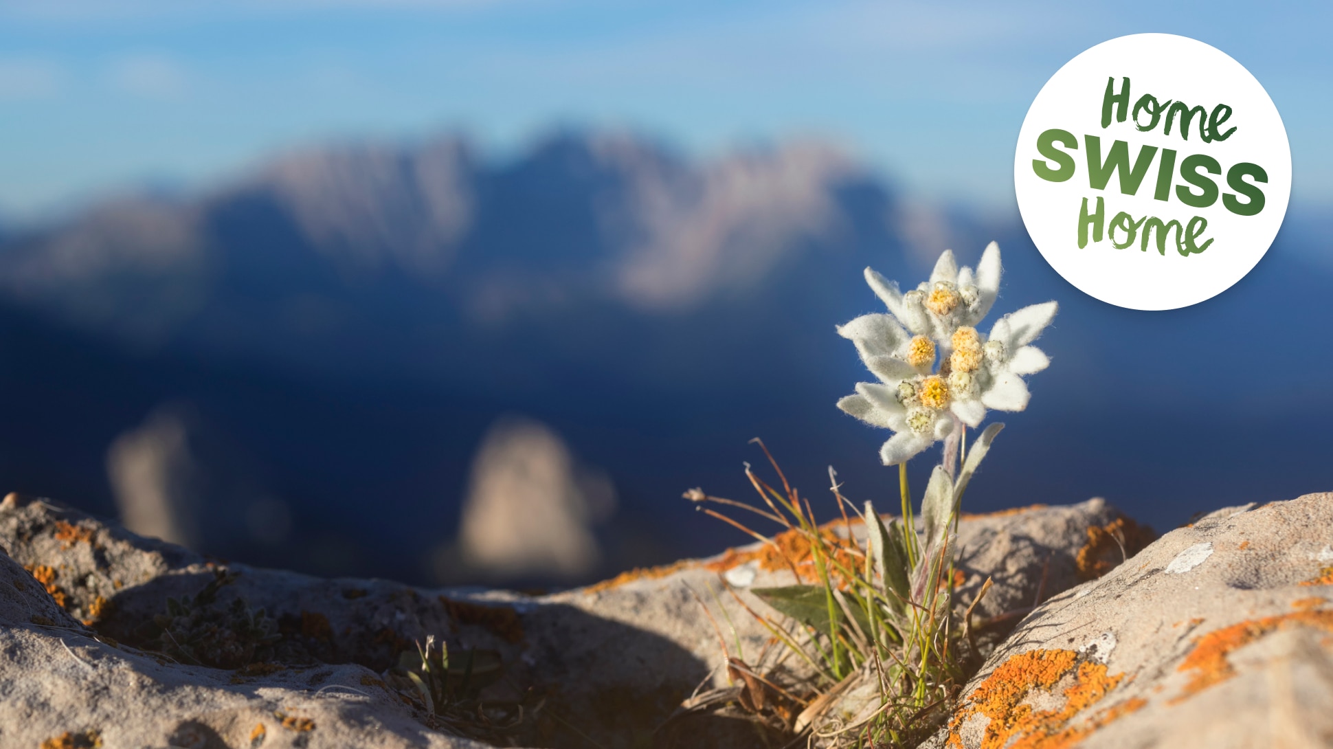 Edelweiss