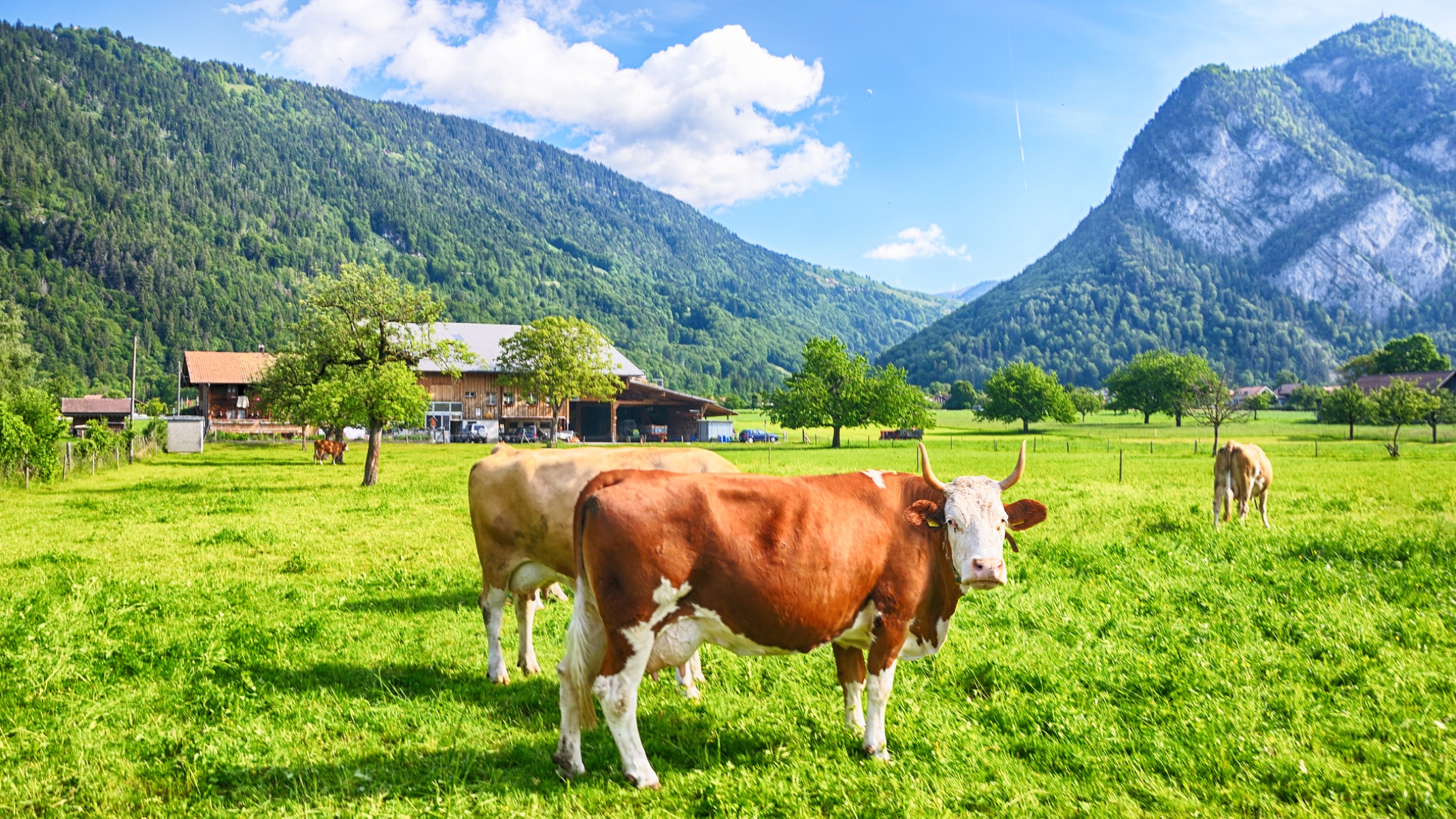 Kuh auf der Weide