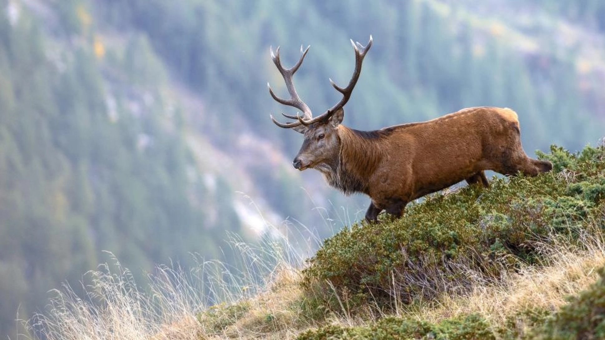 un cerf dans la nature