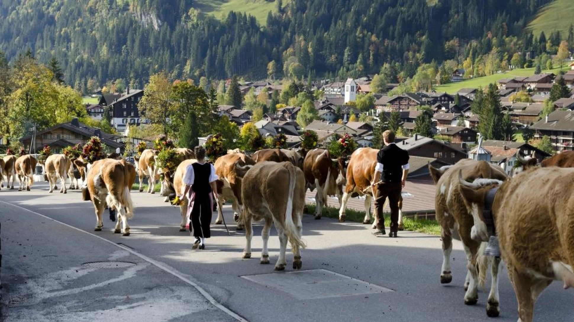 des vaches courent dans la ville