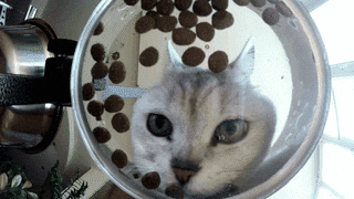 Katze frisst