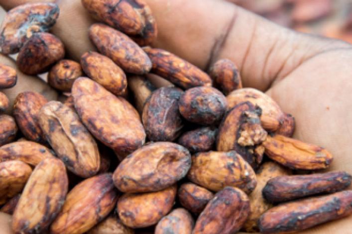 Mann hält Kakaobohnen in seiner Hand - Homme tenant des fèves de cacao dans sa main