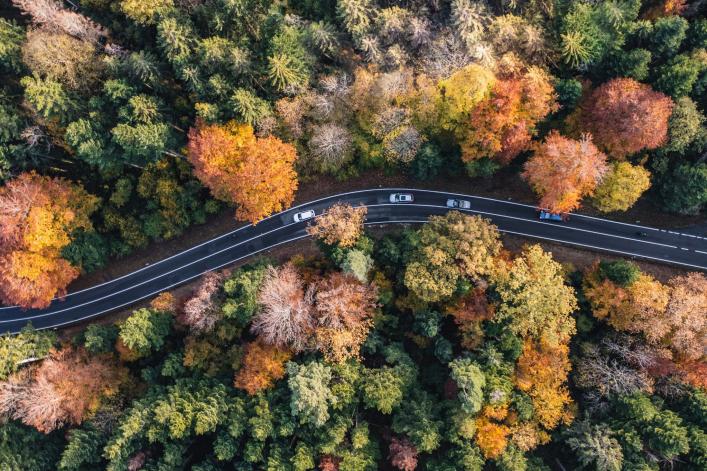 Straße führt durch grüne Wälder