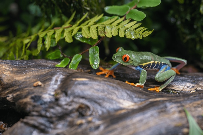 Rotaugenlaubfrosch auf Ast in grüner Umgebung – Natur- und Wildtiermotiv