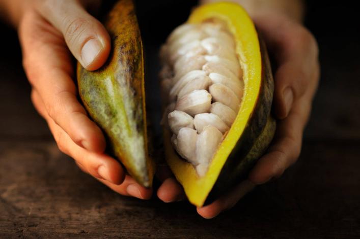 Fruit de cacao dans des mains
