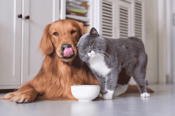 Chien et chat