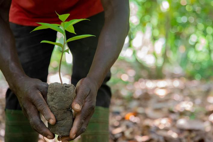 Mains tenant un jeune plant en terre.