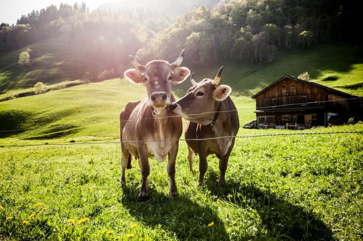 Deux vaches dans un pré près d’une grange.