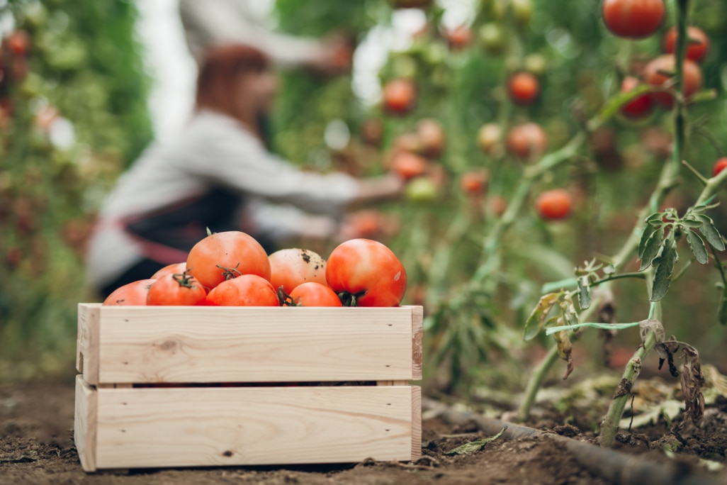 Tomaten Anbau