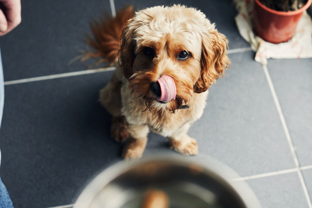 Hund bekommt Fressen