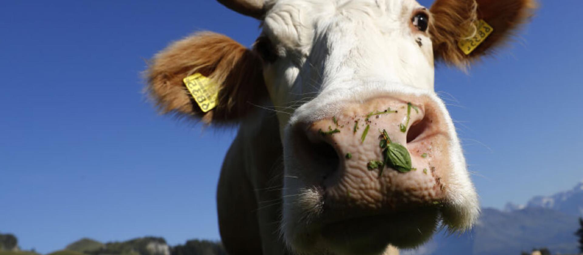 Kuh schaut in Kamera in der Natur